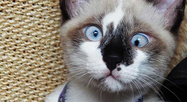 cat strabismus